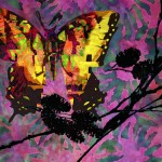 bfly1