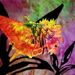 bfly3