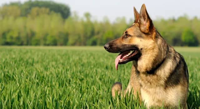 PP AnimalRescue Mobile-1772207080936-3mu7g.png