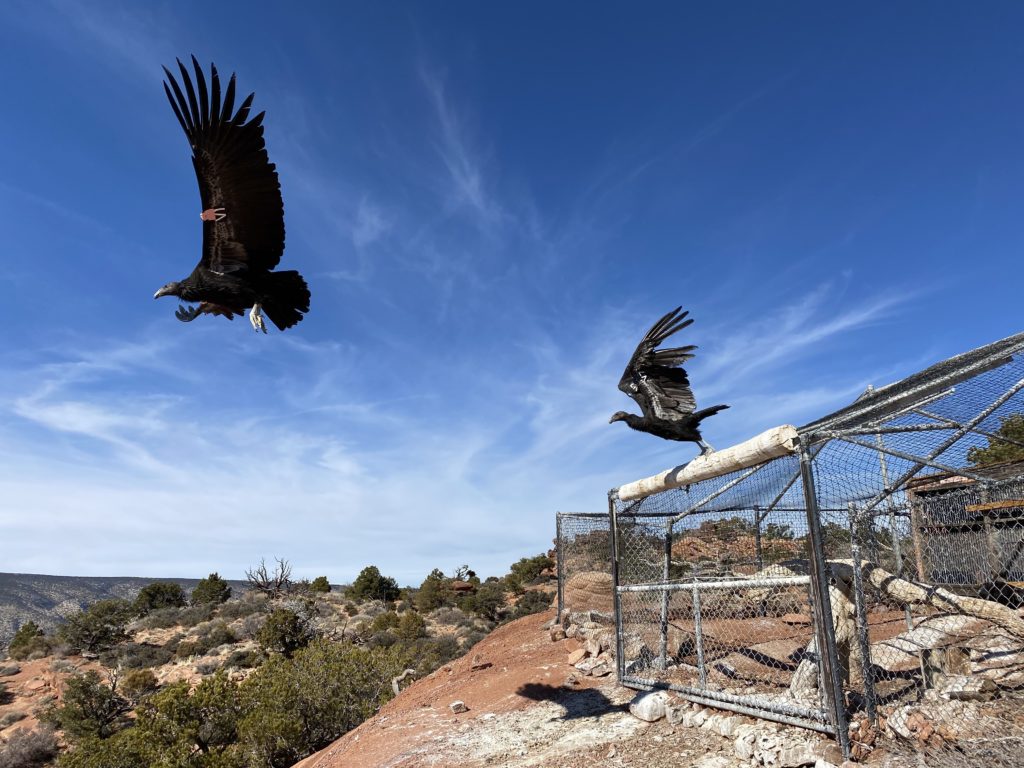 Two condors flying across a rugged landscape