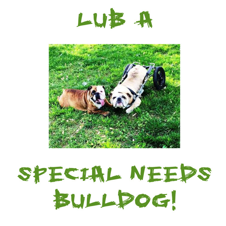 Opie's" Special Needs" English Bulldog Rescue FanWear Fundraiser - unisex shirt design - back