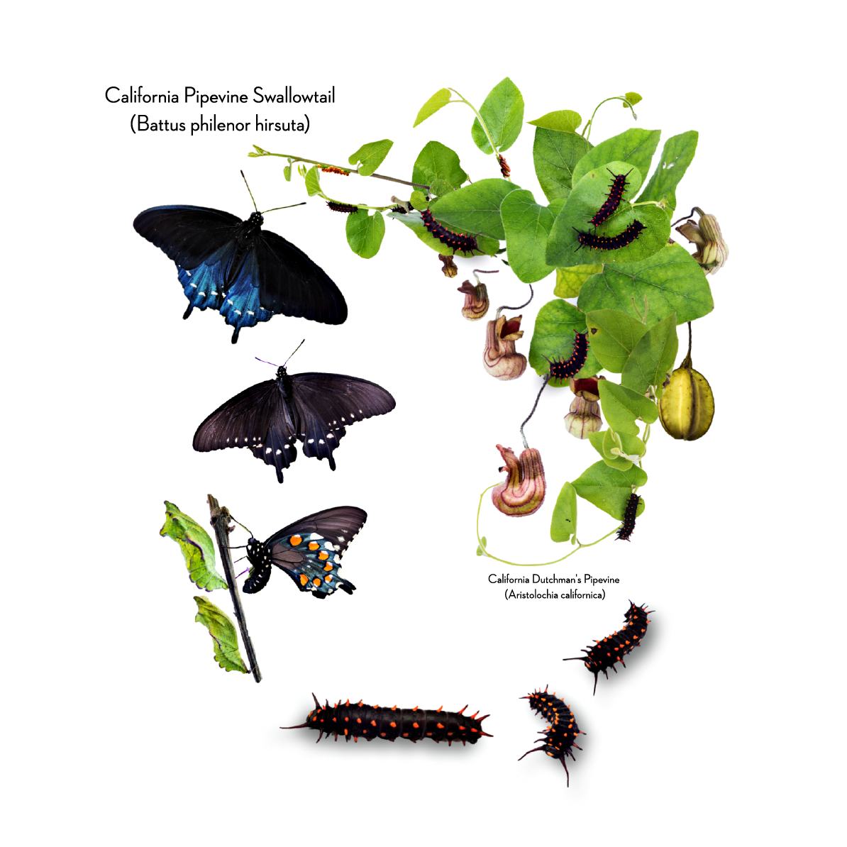 California Pipevine Swallowtail shirt design - zoomed