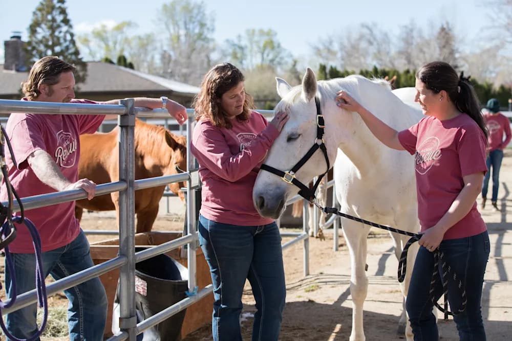 2018-04-17_FR_Horse_Rescue-2068_3x2_Crop_V1_yzbeww-1766022044473-aadme.png